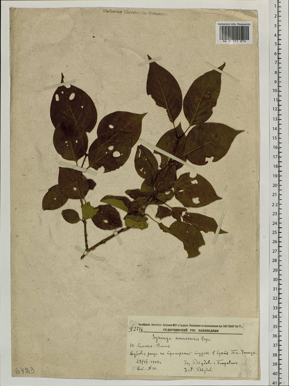 Syringa reticulata subsp. amurensis (Rupr.) P.S.Green & M.C.Chang, Siberia, Russian Far East (S6) (Russia)