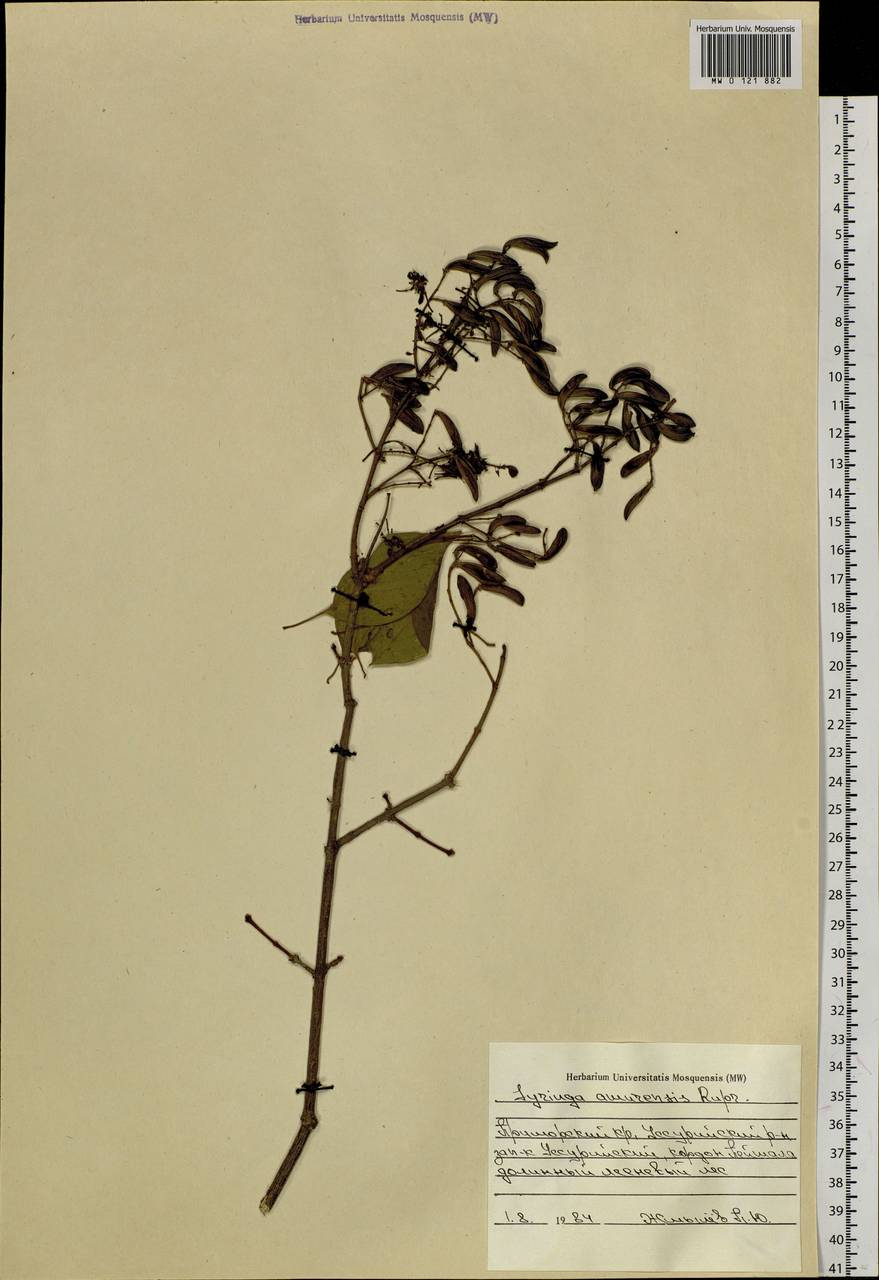 Syringa reticulata subsp. amurensis (Rupr.) P.S.Green & M.C.Chang, Siberia, Russian Far East (S6) (Russia)