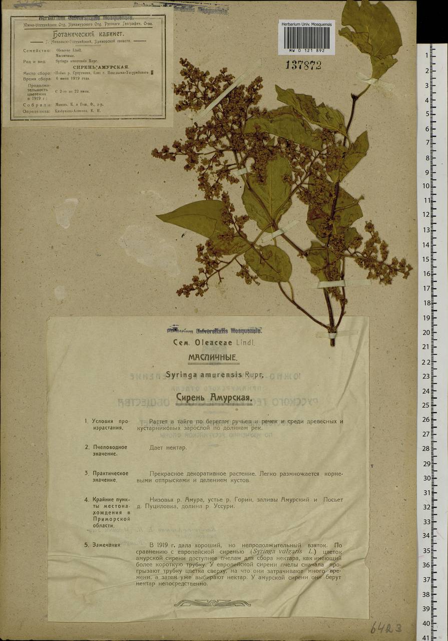 Syringa reticulata subsp. amurensis (Rupr.) P.S.Green & M.C.Chang, Siberia, Russian Far East (S6) (Russia)