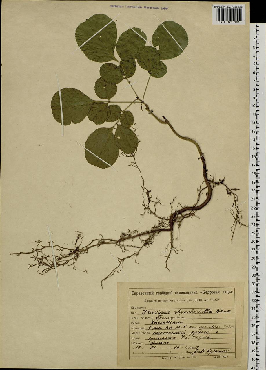Fraxinus chinensis subsp. rhynchophylla (Hance) A.E.Murray, Siberia, Russian Far East (S6) (Russia)