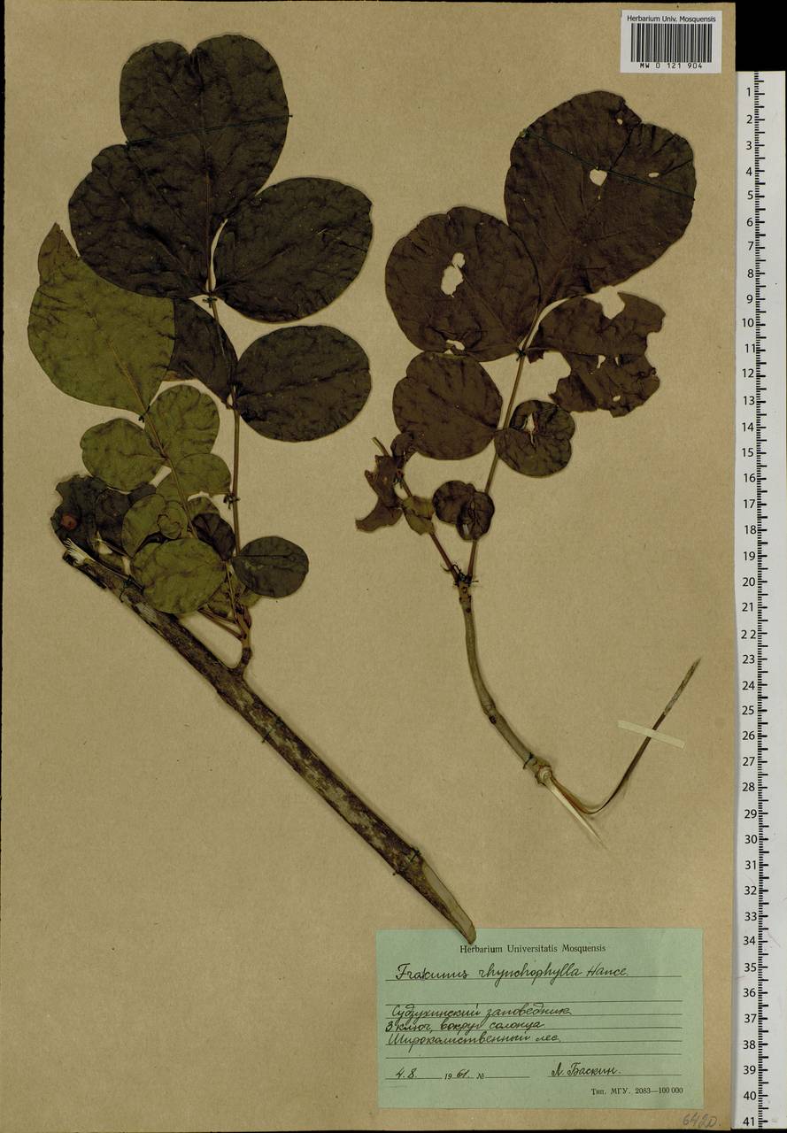 Fraxinus chinensis subsp. rhynchophylla (Hance) A.E.Murray, Siberia, Russian Far East (S6) (Russia)