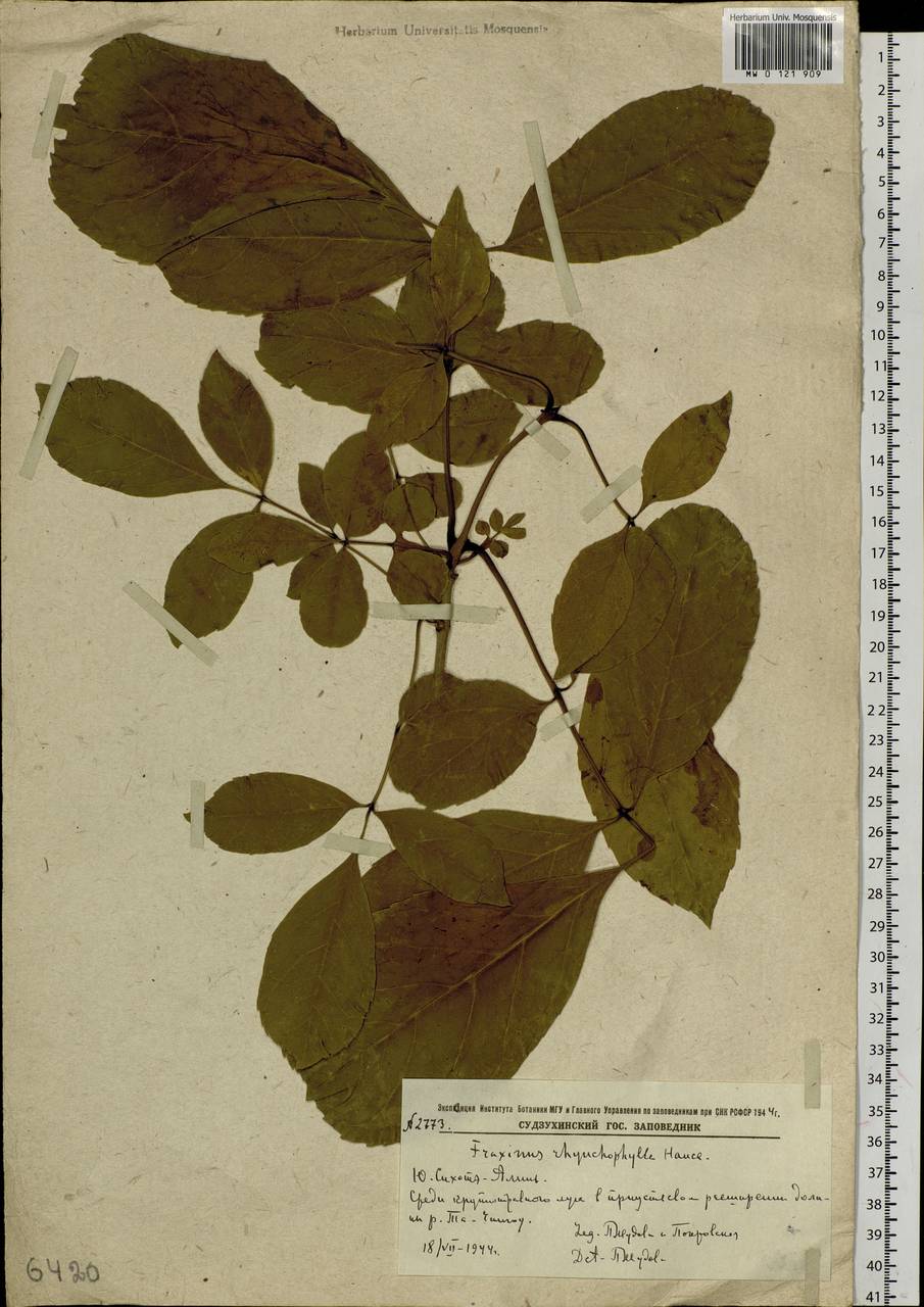 Fraxinus chinensis subsp. rhynchophylla (Hance) A.E.Murray, Siberia, Russian Far East (S6) (Russia)