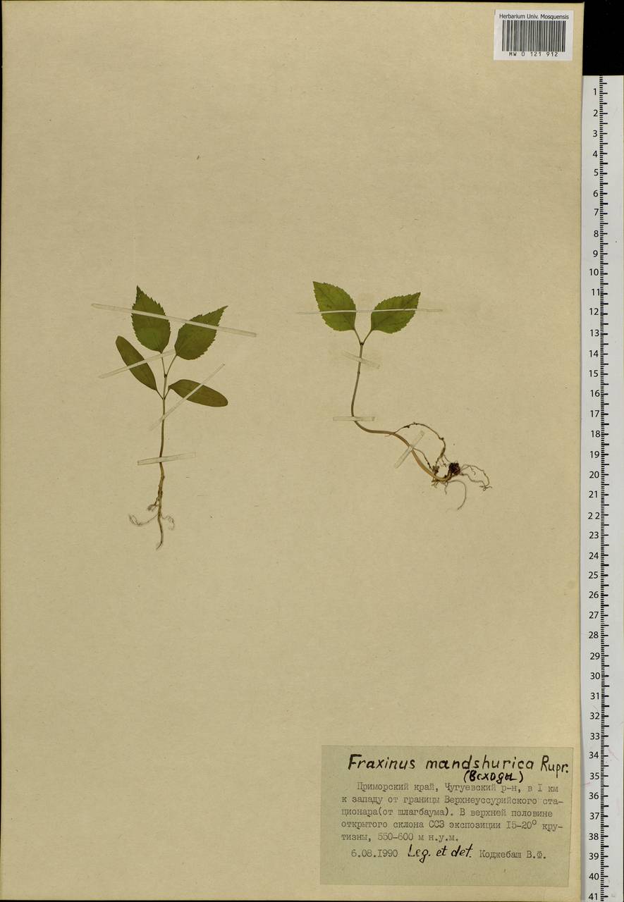 Fraxinus mandshurica Rupr., Siberia, Russian Far East (S6) (Russia)
