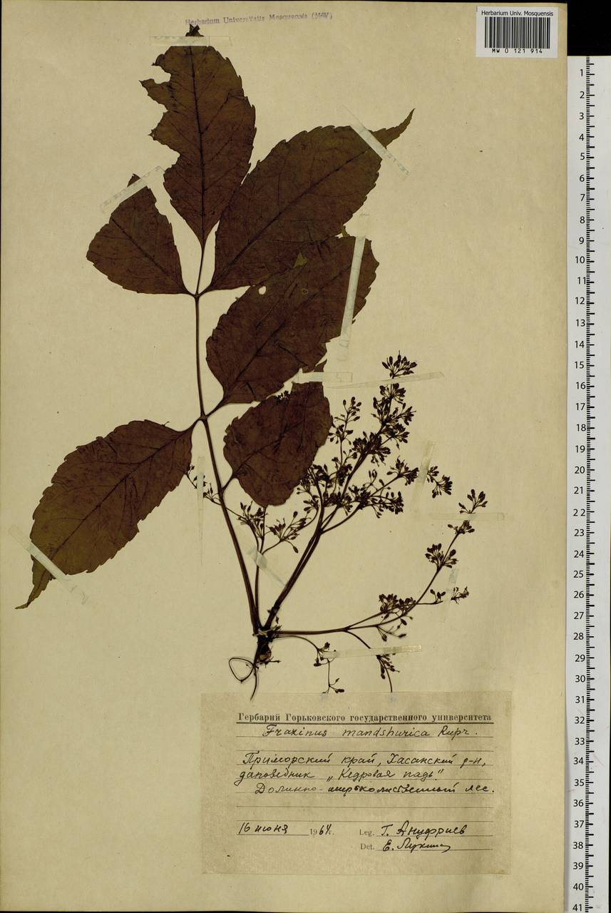 Fraxinus mandshurica Rupr., Siberia, Russian Far East (S6) (Russia)