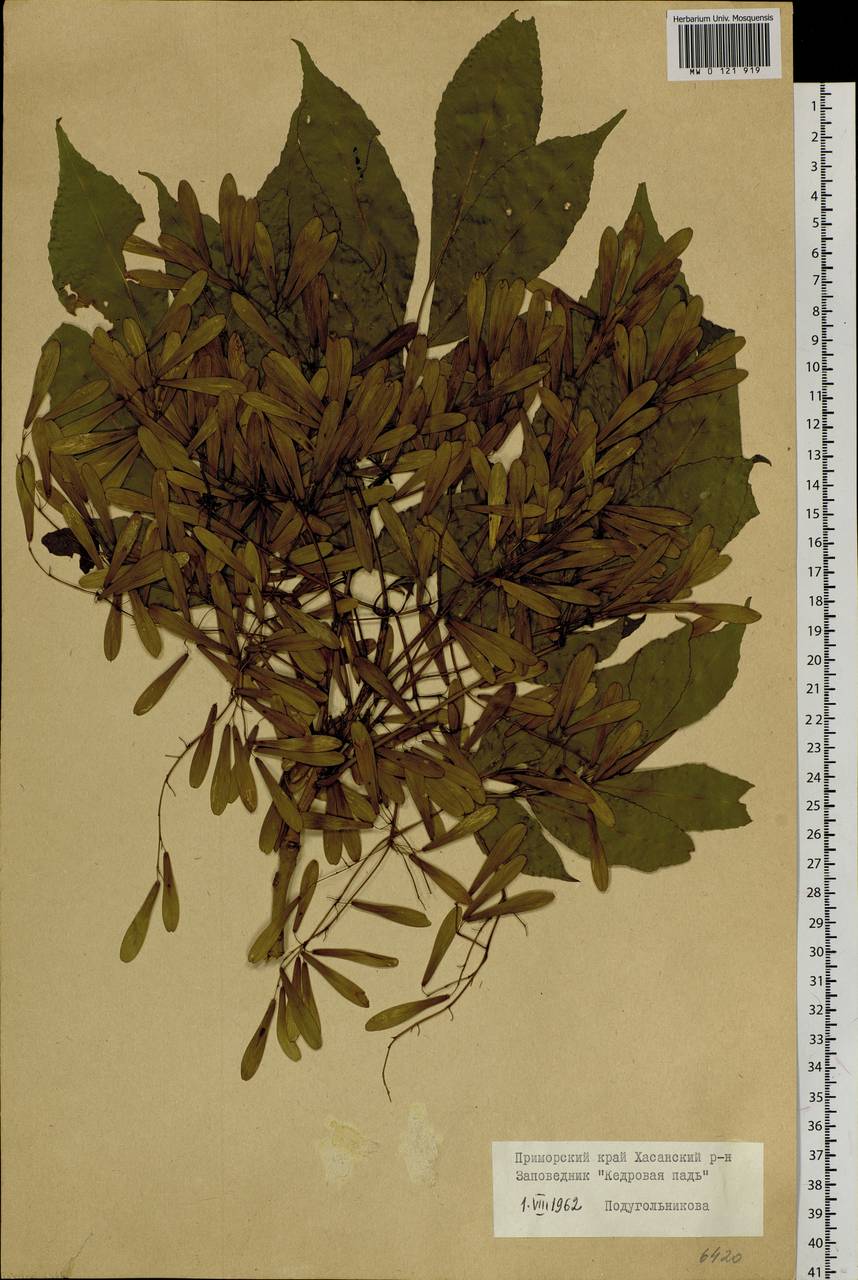 Fraxinus mandshurica Rupr., Siberia, Russian Far East (S6) (Russia)
