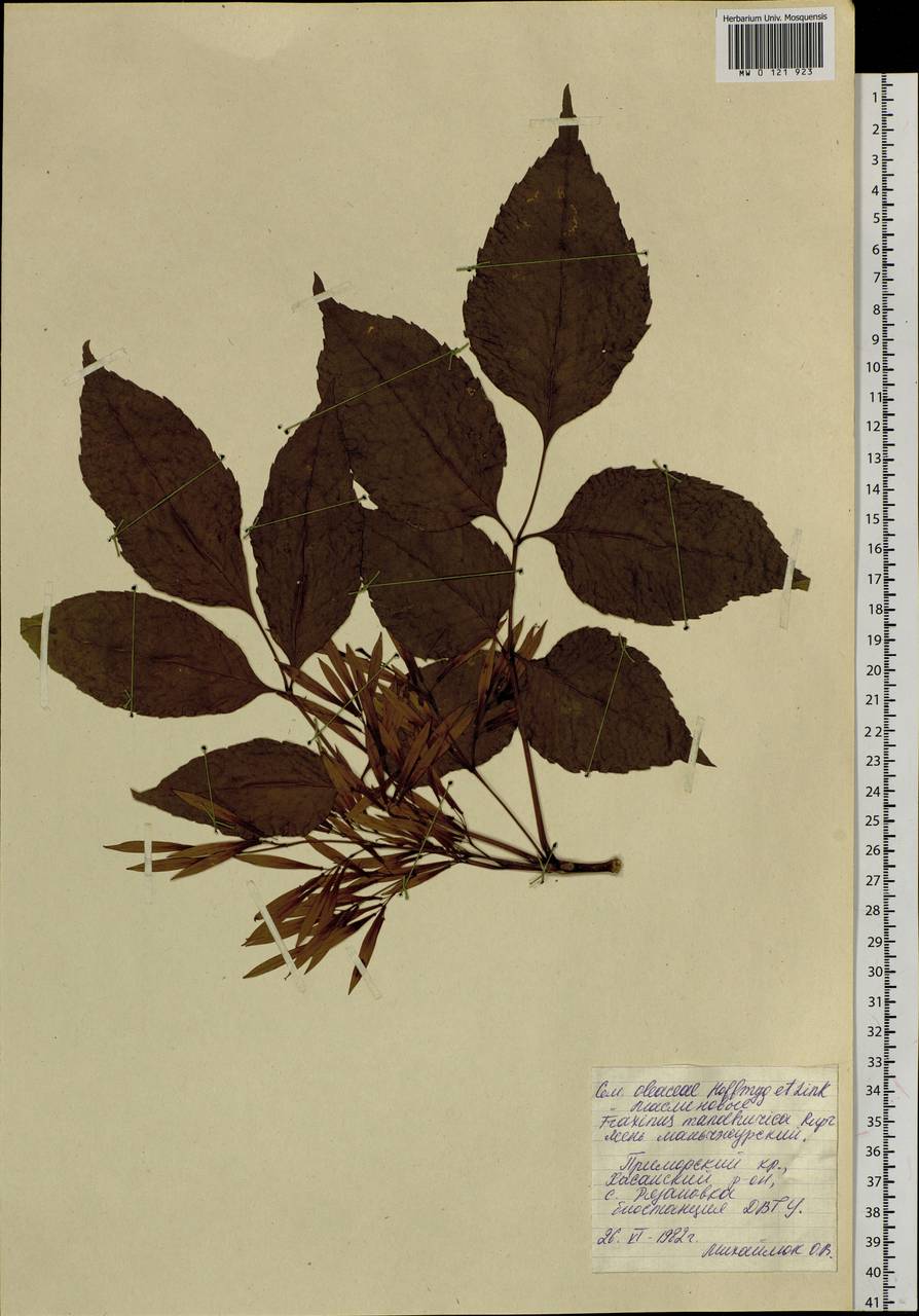 Fraxinus mandshurica Rupr., Siberia, Russian Far East (S6) (Russia)