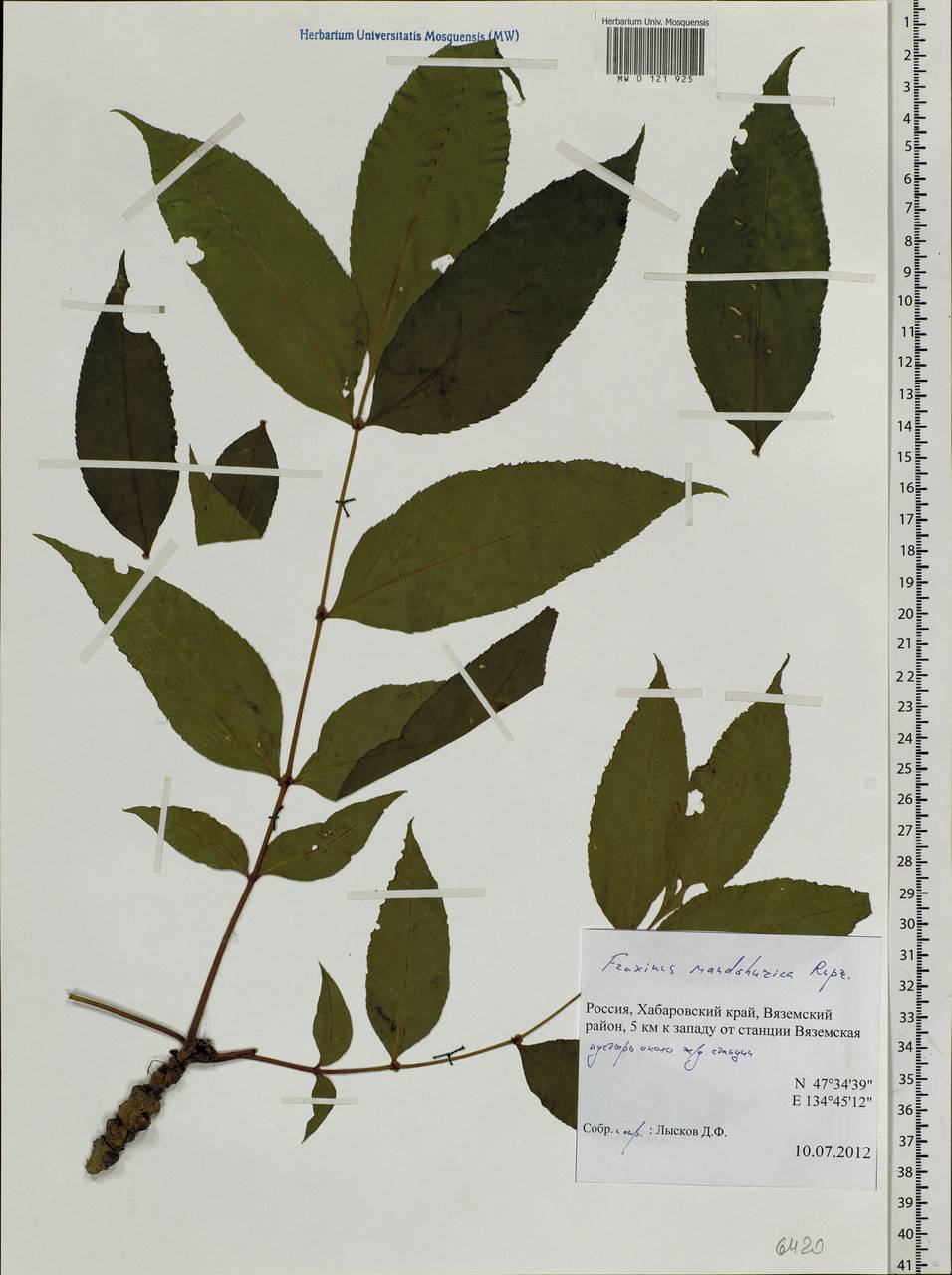 Fraxinus mandshurica Rupr., Siberia, Russian Far East (S6) (Russia)