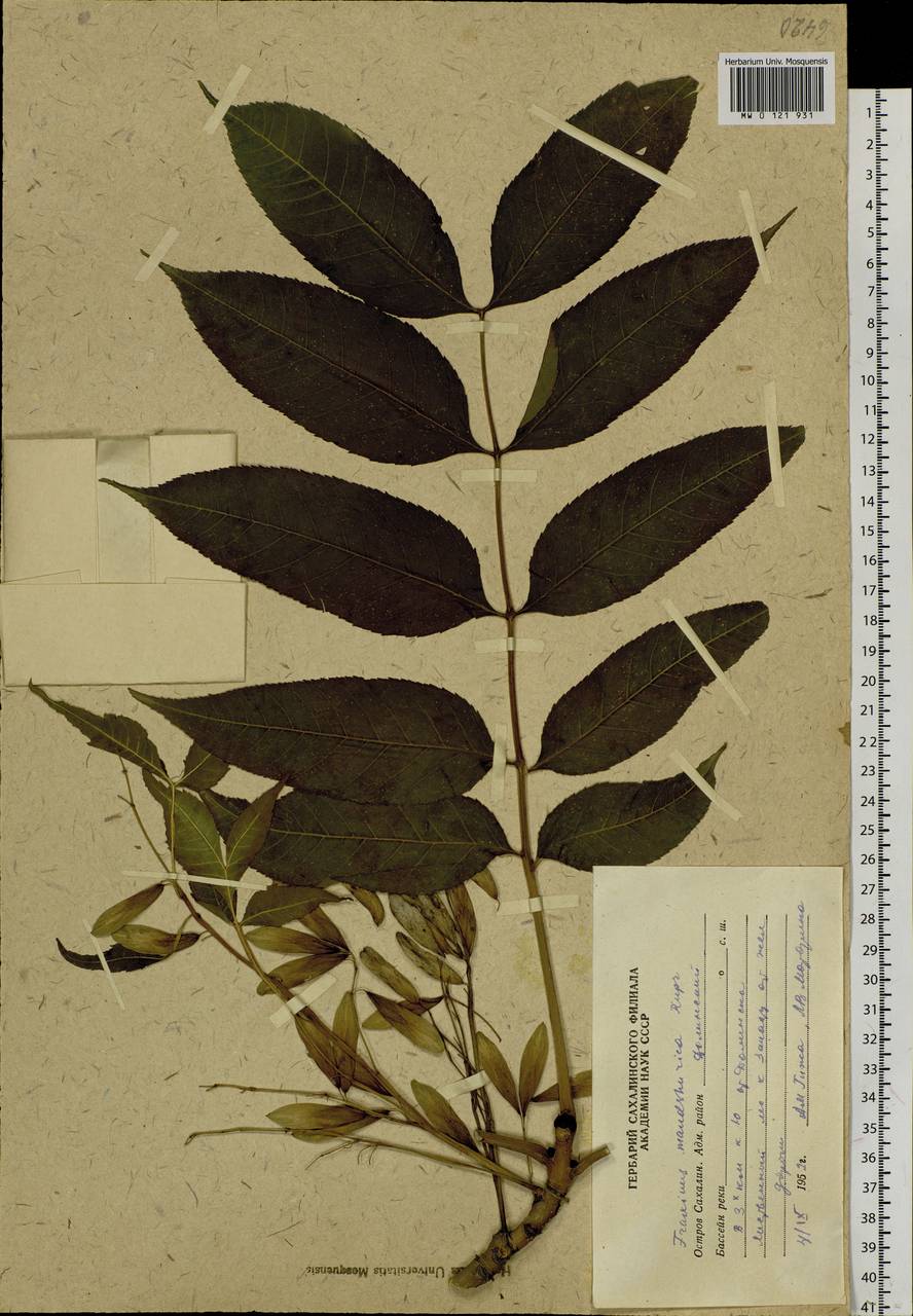 Fraxinus mandshurica Rupr., Siberia, Russian Far East (S6) (Russia)