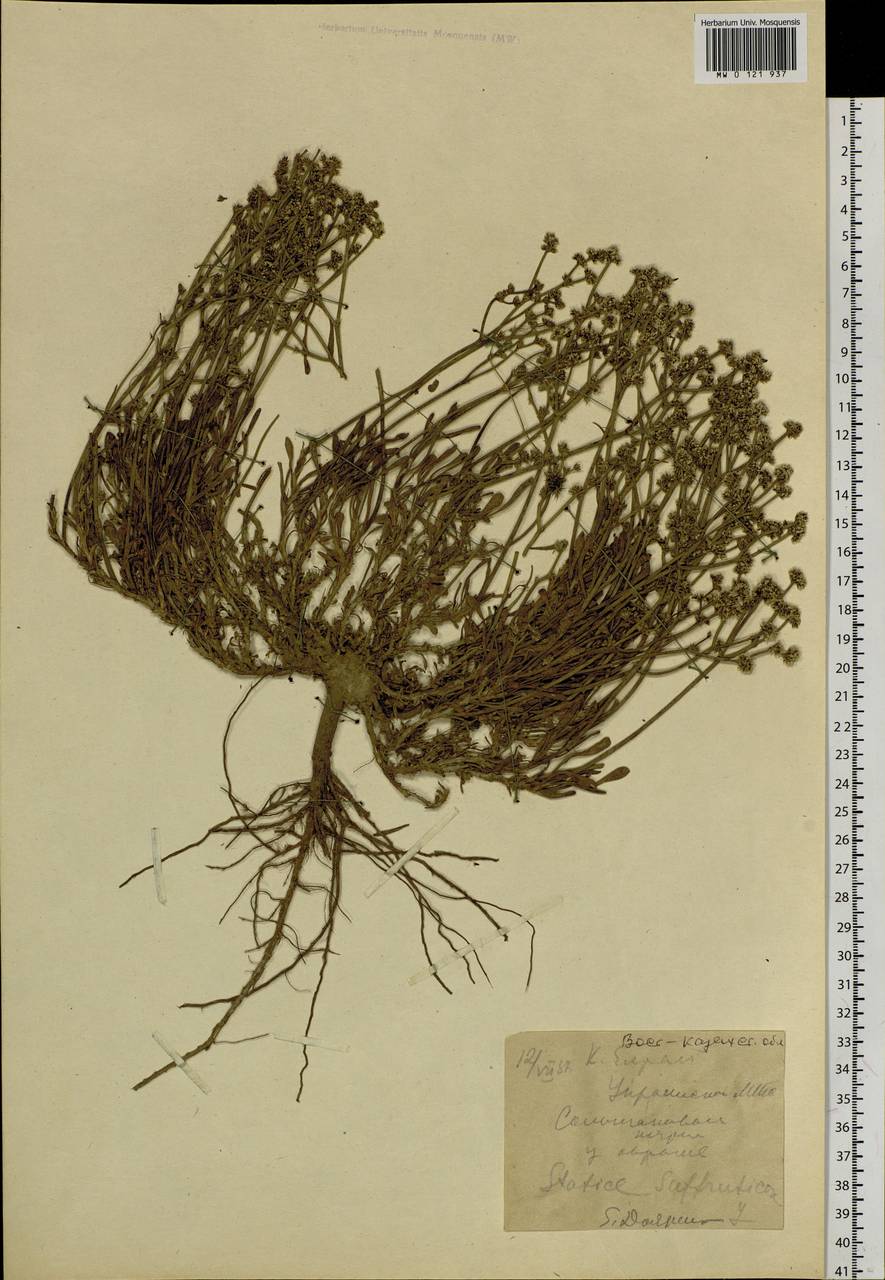 Limonium suffruticosum (L.) Kuntze, Siberia, Western (Kazakhstan) Altai Mountains (S2a) (Kazakhstan)