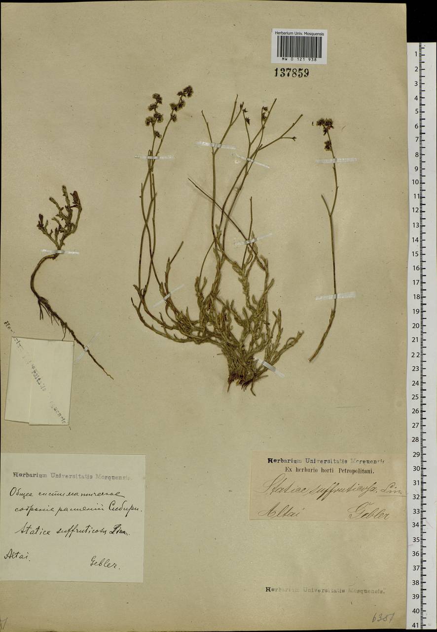 Limonium suffruticosum (L.) Kuntze, Siberia, Altai & Sayany Mountains (S2) (Russia)