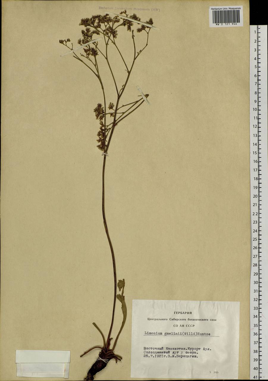 Limonium gmelinii (Willd.) Kuntze, Siberia, Western (Kazakhstan) Altai Mountains (S2a) (Kazakhstan)