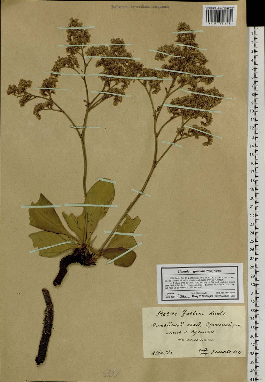 Limonium gmelini (Willd.) Kuntze, Siberia, Altai & Sayany Mountains (S2) (Russia)