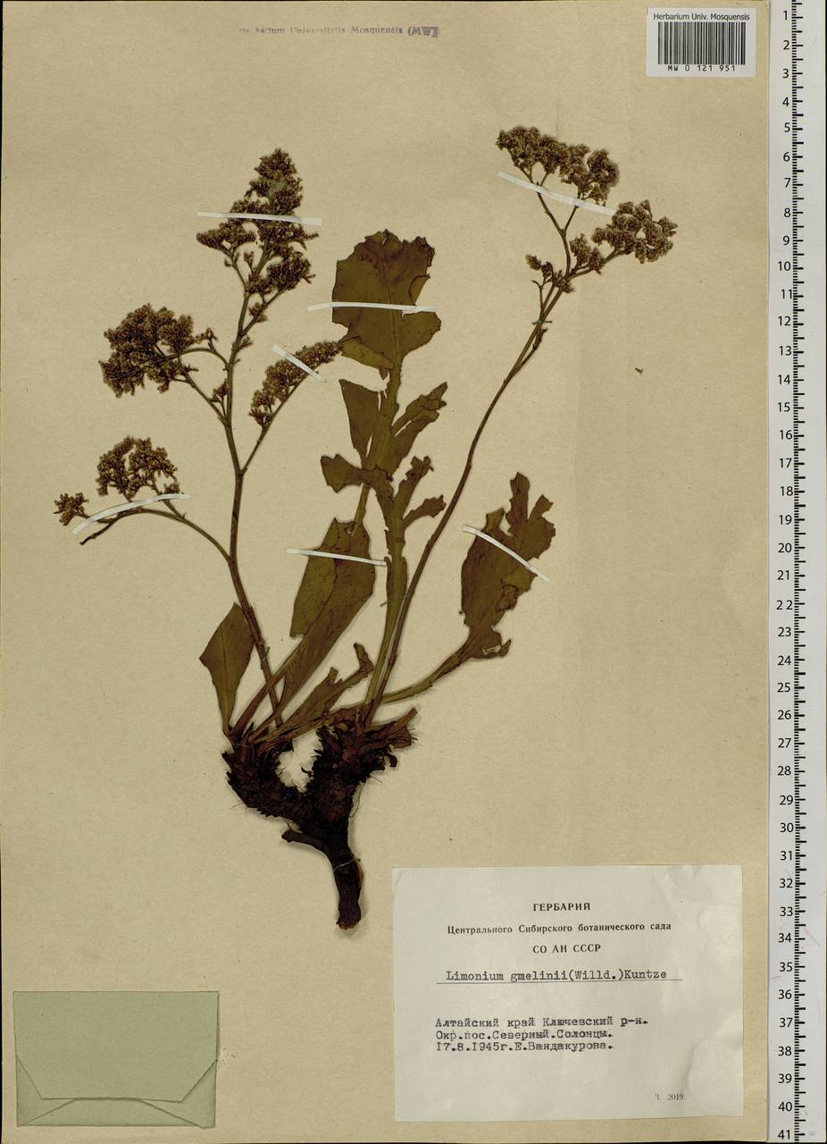 Limonium gmelini (Willd.) Kuntze, Siberia, Altai & Sayany Mountains (S2) (Russia)