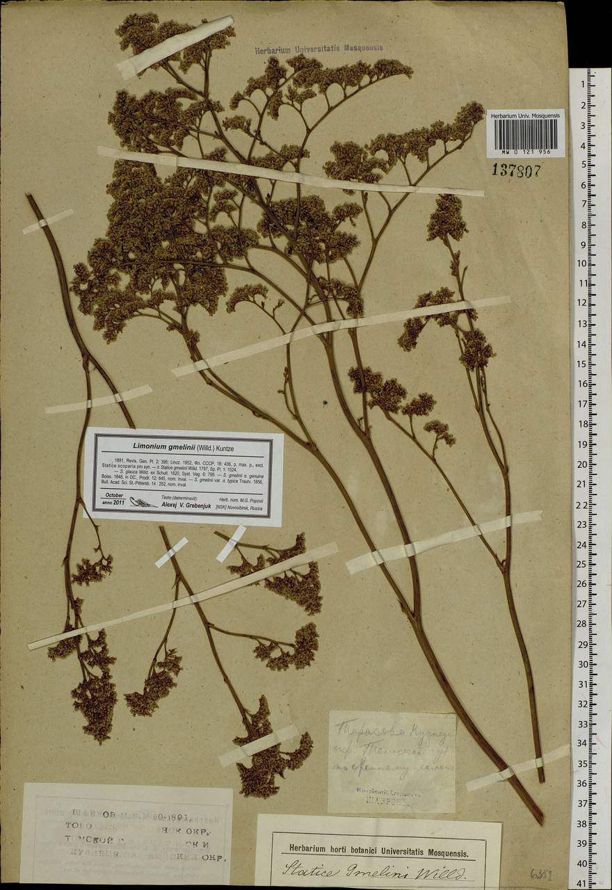 Limonium gmelini (Willd.) Kuntze, Siberia, Altai & Sayany Mountains (S2) (Russia)