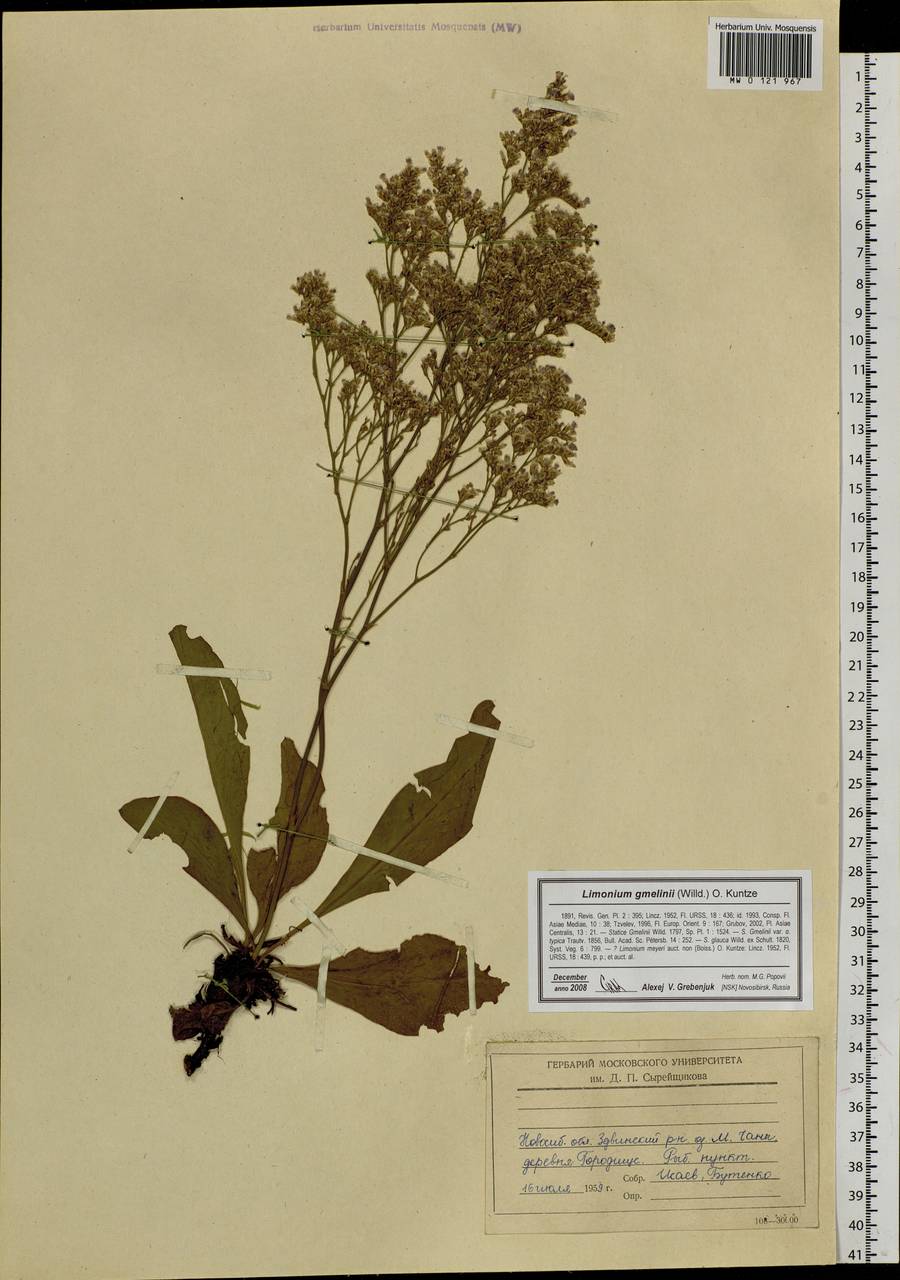 Limonium gmelinii (Willd.) Kuntze, Siberia, Western Siberia (S1) (Russia)