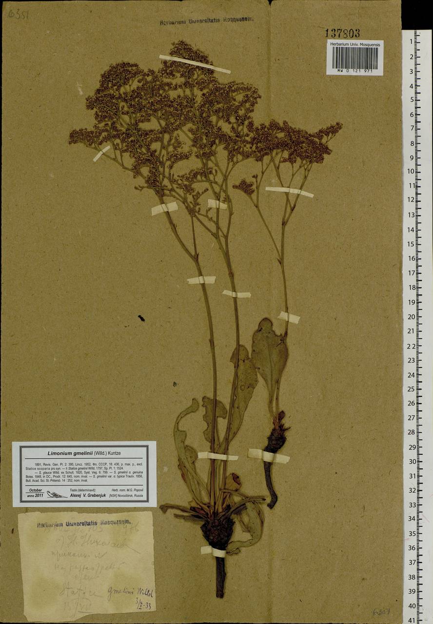 Limonium gmelini (Willd.) Kuntze, Siberia, Western Siberia (S1) (Russia)