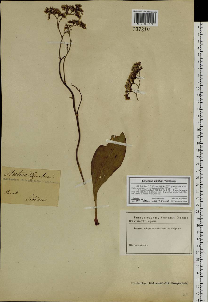 Limonium gmelinii (Willd.) Kuntze, Siberia (no precise locality) (S0) (Russia)