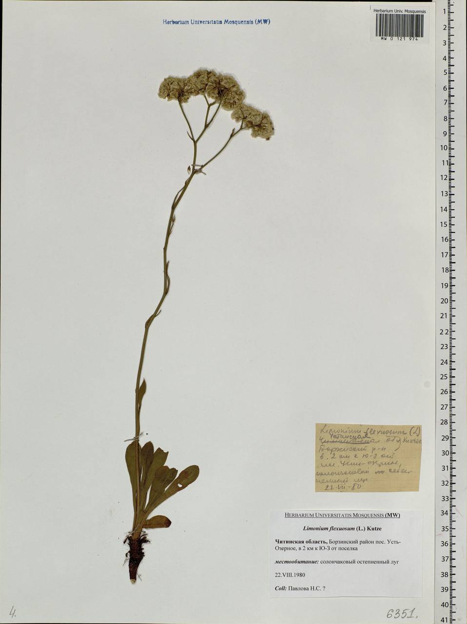 Limonium flexuosum (L.) Chaz., Siberia, Baikal & Transbaikal region (S4) (Russia)
