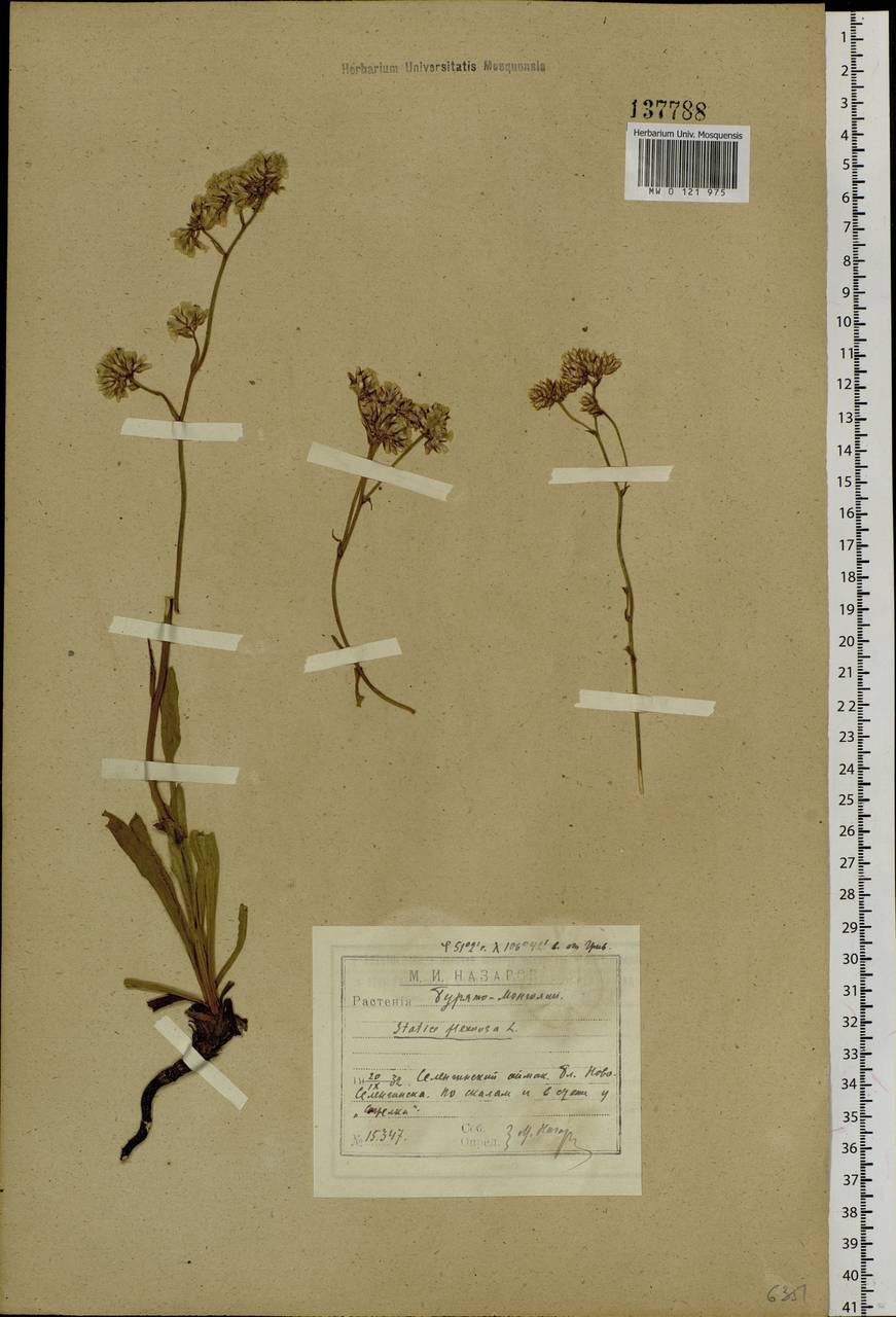 Limonium flexuosum (L.) Chaz., Siberia, Baikal & Transbaikal region (S4) (Russia)