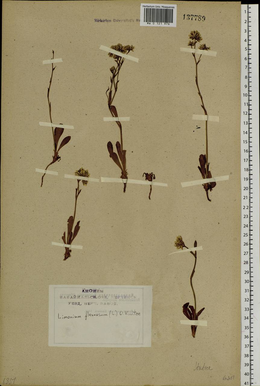 Limonium flexuosum (L.) Kuntze, Siberia, Baikal & Transbaikal region (S4) (Russia)