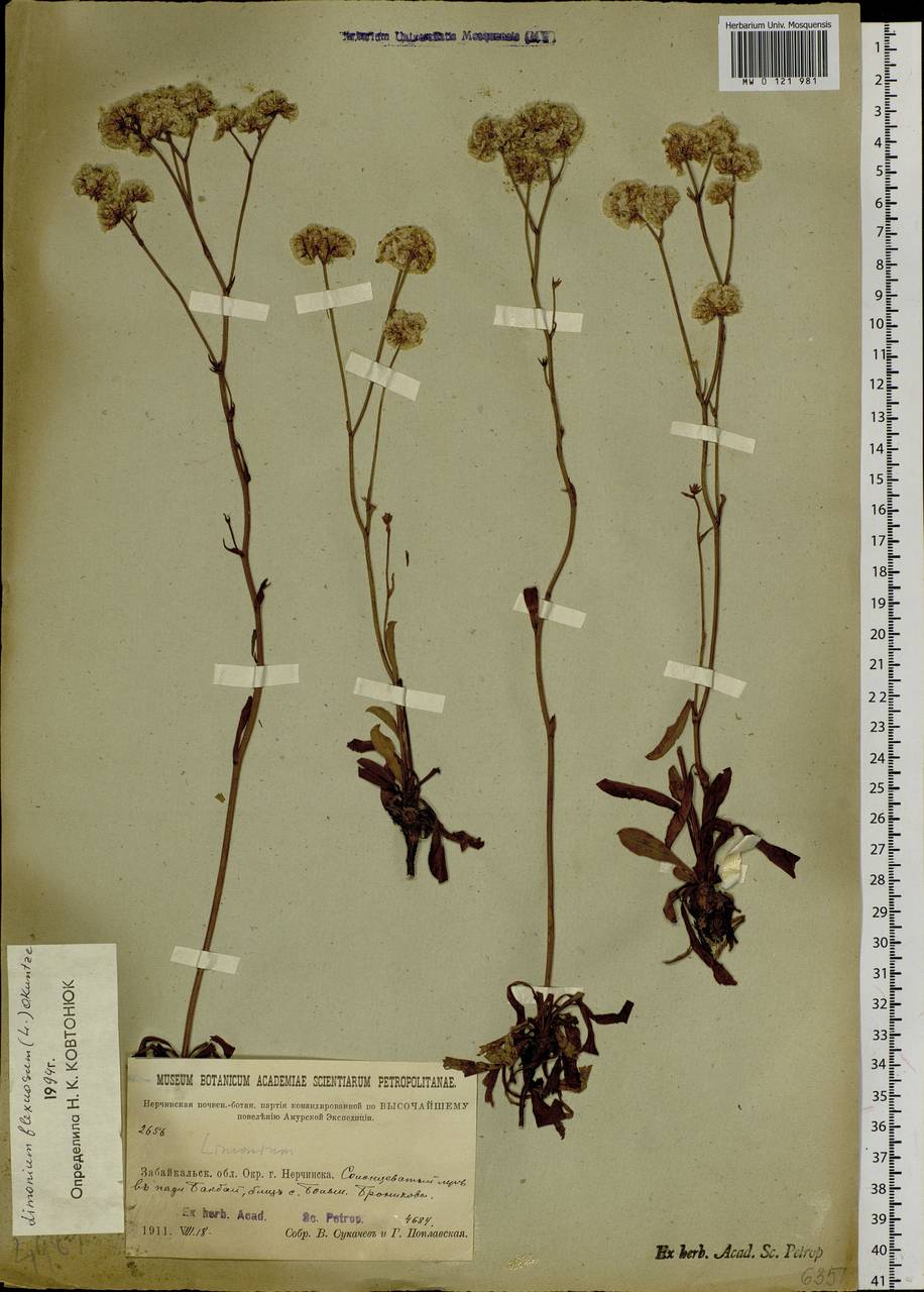 Limonium flexuosum (L.) Chaz., Siberia, Baikal & Transbaikal region (S4) (Russia)