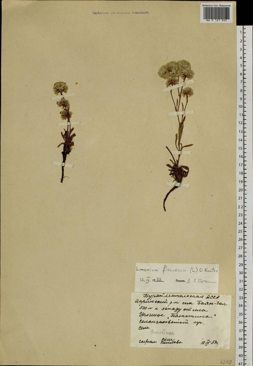 Limonium flexuosum (L.) Chaz., Siberia, Baikal & Transbaikal region (S4) (Russia)