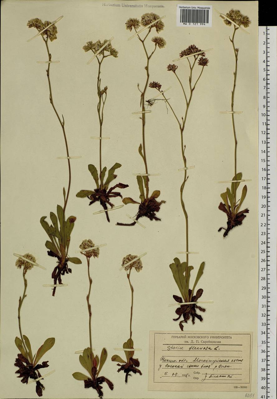 Limonium flexuosum (L.) Chaz., Siberia, Baikal & Transbaikal region (S4) (Russia)