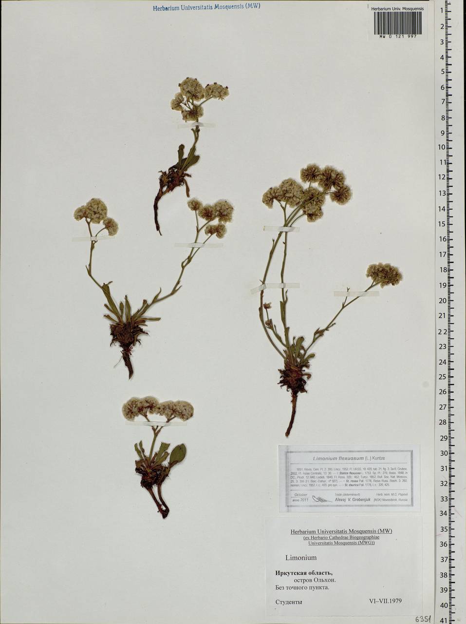 Limonium flexuosum (L.) Chaz., Siberia, Baikal & Transbaikal region (S4) (Russia)