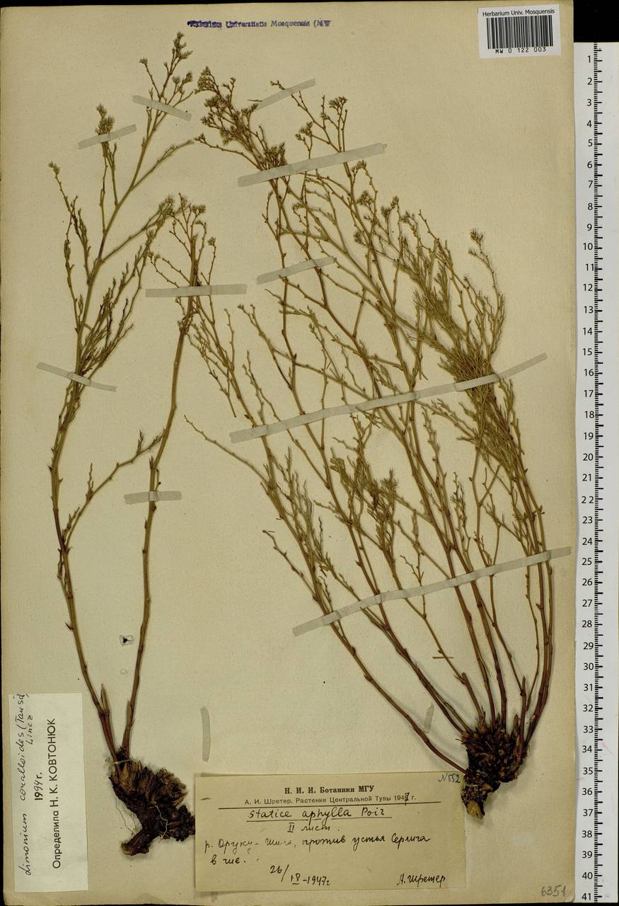 Limonium coralloides (Tausch) Lincz., Siberia, Altai & Sayany Mountains (S2) (Russia)