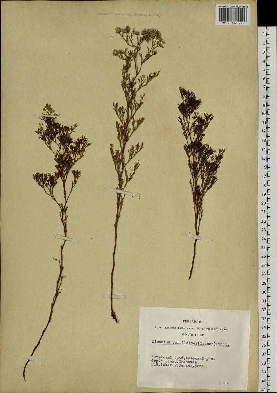 Limonium coralloides (Tausch) Lincz., Siberia, Altai & Sayany Mountains (S2) (Russia)