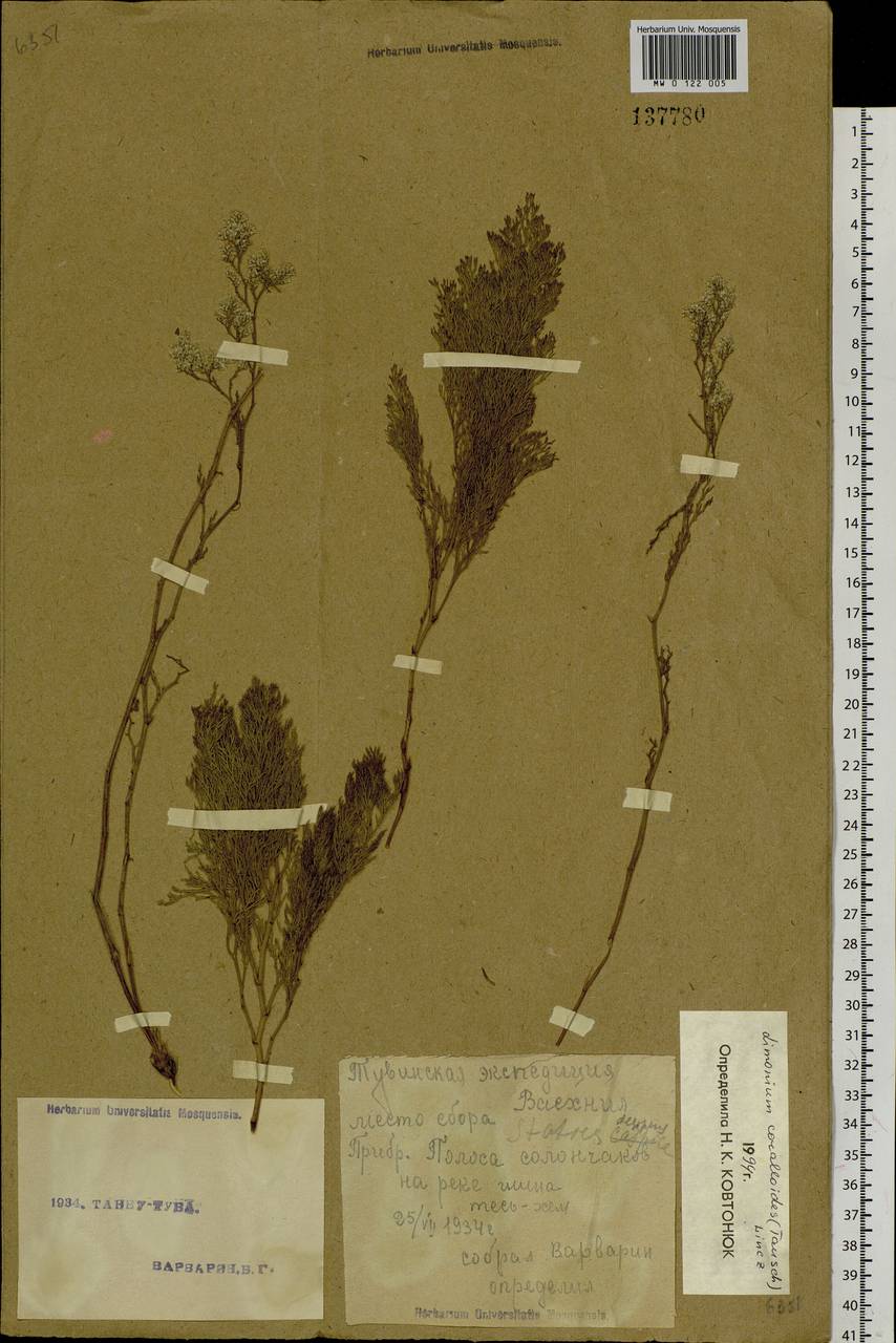 Limonium coralloides (Tausch) Lincz., Siberia, Altai & Sayany Mountains (S2) (Russia)
