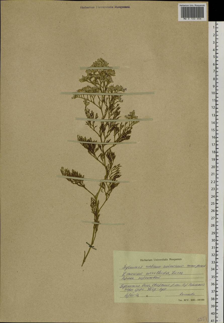 Limonium coralloides (Tausch) Lincz., Siberia, Altai & Sayany Mountains (S2) (Russia)