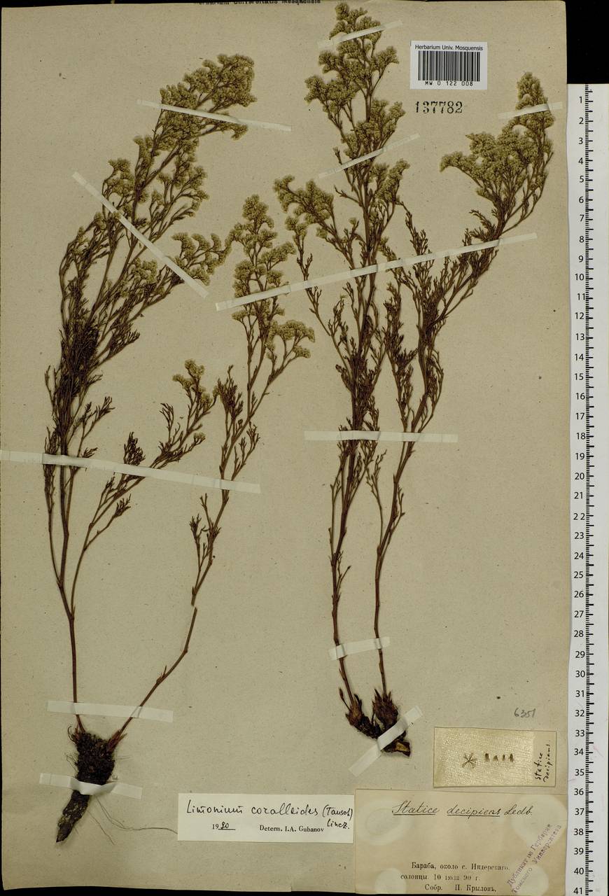 Limonium coralloides (Tausch) Lincz., Siberia, Western Siberia (S1) (Russia)
