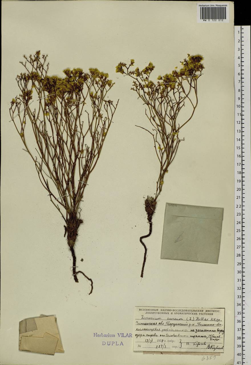 Limonium aureum (L.) Chaz., Siberia, Baikal & Transbaikal region (S4) (Russia)