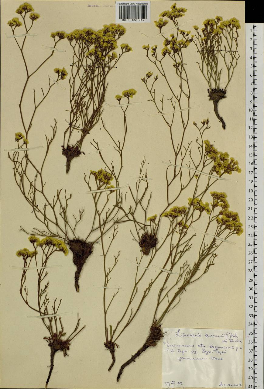 Limonium aureum (L.) Chaz., Siberia, Baikal & Transbaikal region (S4) (Russia)
