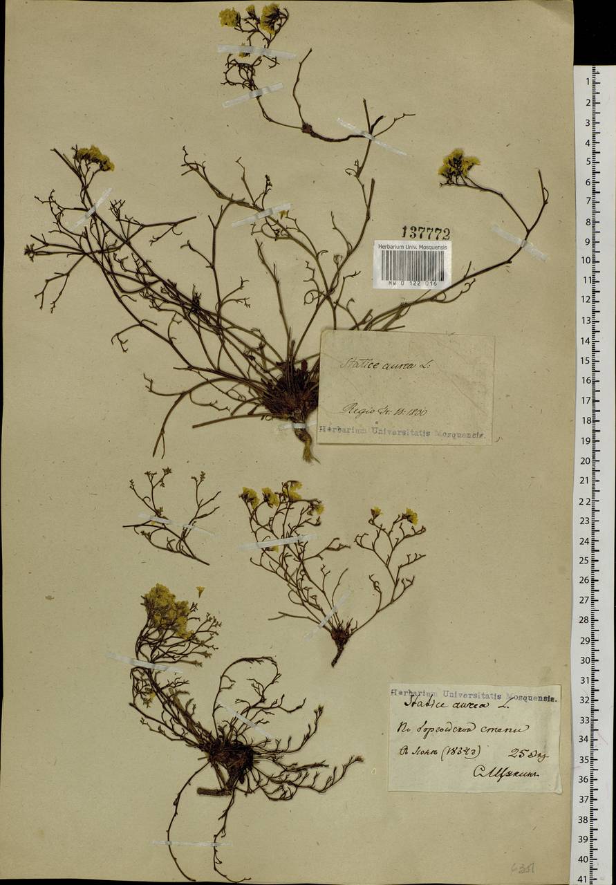 Limonium aureum (L.) Chaz., Siberia, Baikal & Transbaikal region (S4) (Russia)