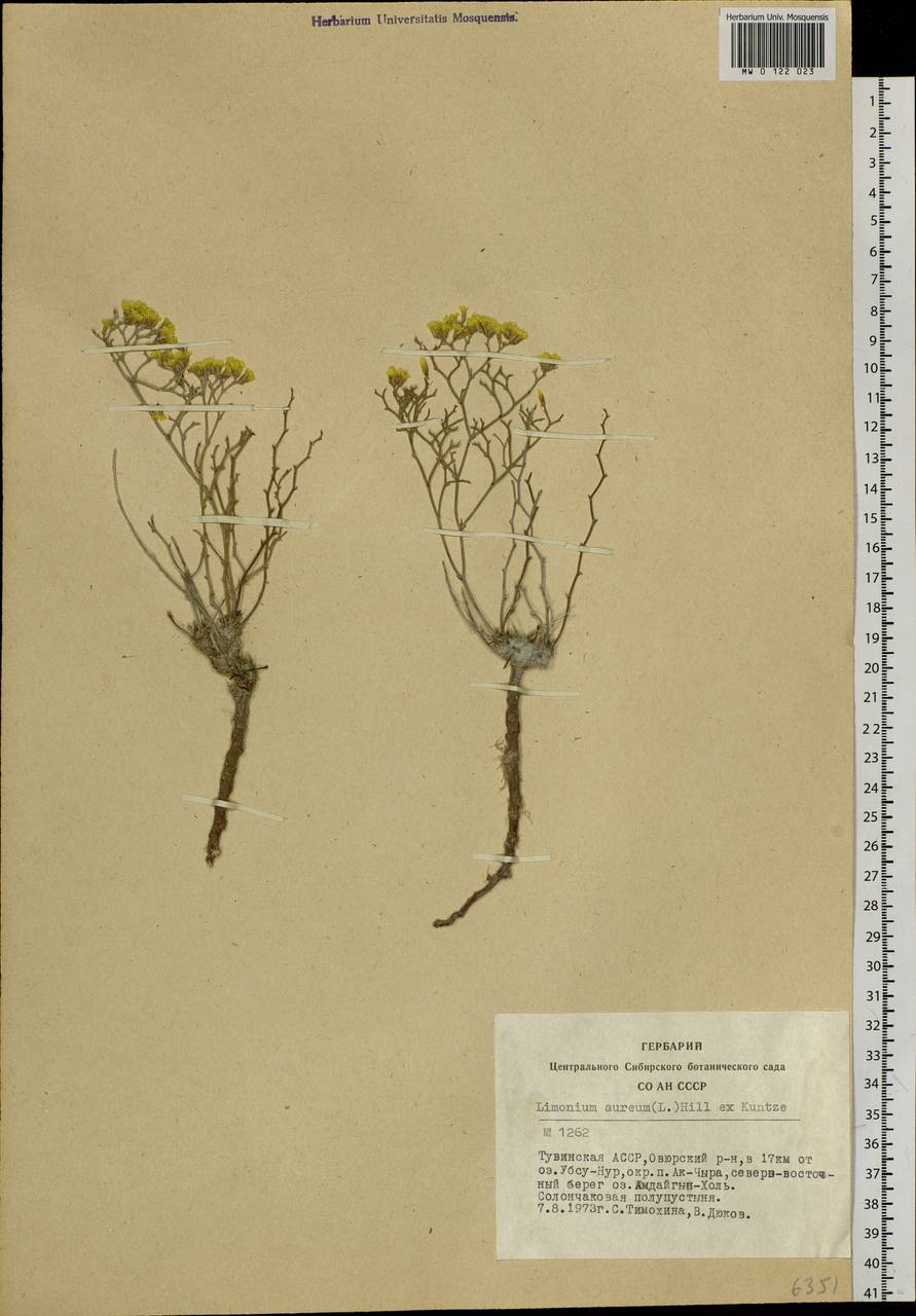 Limonium aureum (L.) Chaz., Siberia, Altai & Sayany Mountains (S2) (Russia)