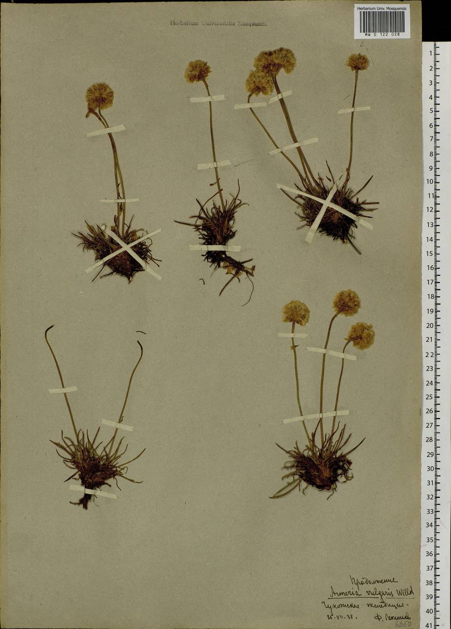 Armeria maritima subsp. sibirica (Turcz. ex Boiss.) Nyman, Siberia, Chukotka & Kamchatka (S7) (Russia)