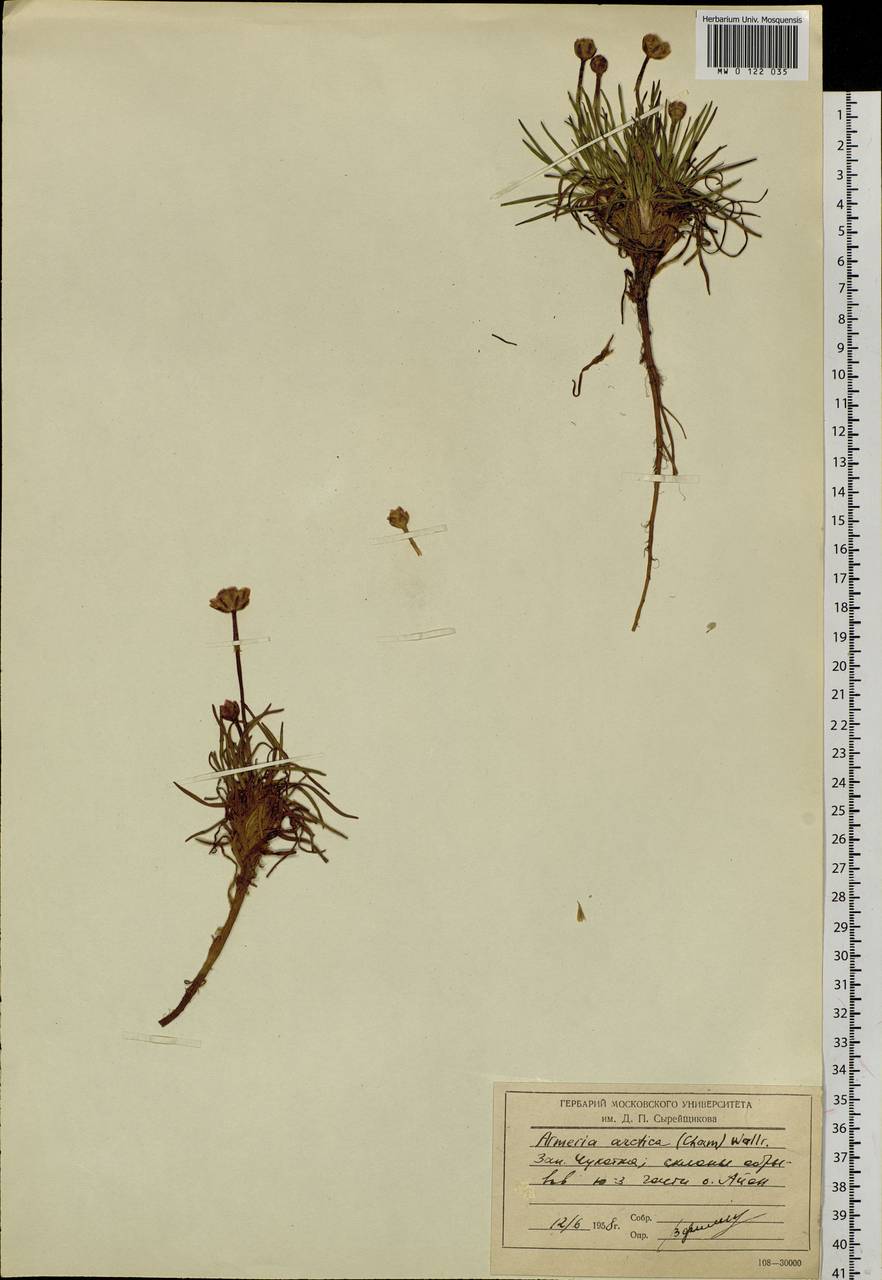 Armeria maritima subsp. sibirica (Turcz. ex Boiss.) Nyman, Siberia, Chukotka & Kamchatka (S7) (Russia)