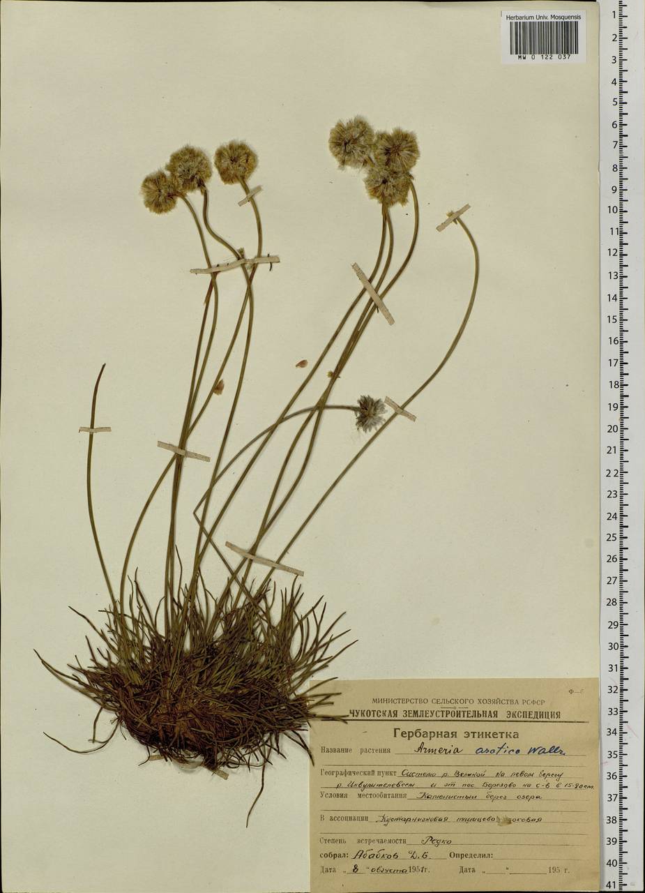 Armeria maritima subsp. sibirica (Turcz. ex Boiss.) Nyman, Siberia, Chukotka & Kamchatka (S7) (Russia)