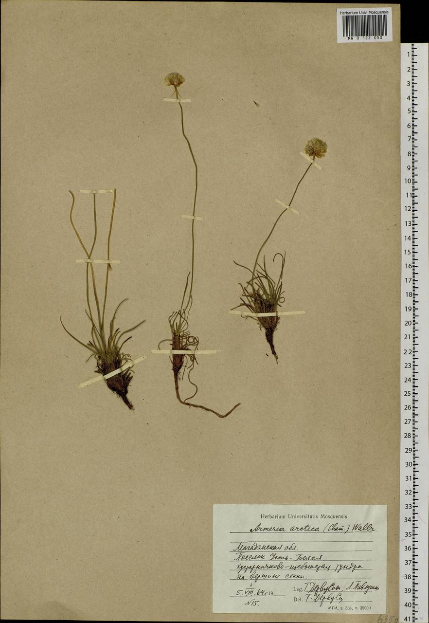 Armeria maritima subsp. sibirica (Turcz. ex Boiss.) Nyman, Siberia, Chukotka & Kamchatka (S7) (Russia)