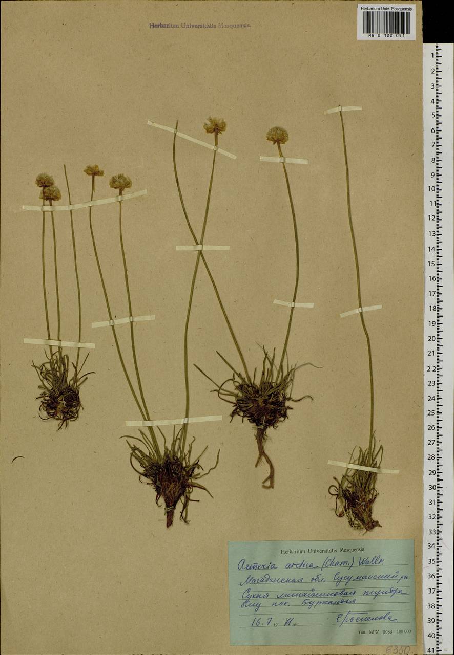 Armeria maritima subsp. sibirica (Turcz. ex Boiss.) Nyman, Siberia, Chukotka & Kamchatka (S7) (Russia)