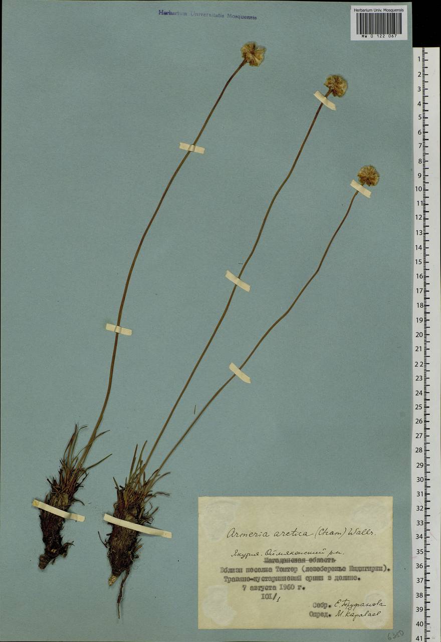 Armeria maritima subsp. sibirica (Turcz. ex Boiss.) Nyman, Siberia, Yakutia (S5) (Russia)