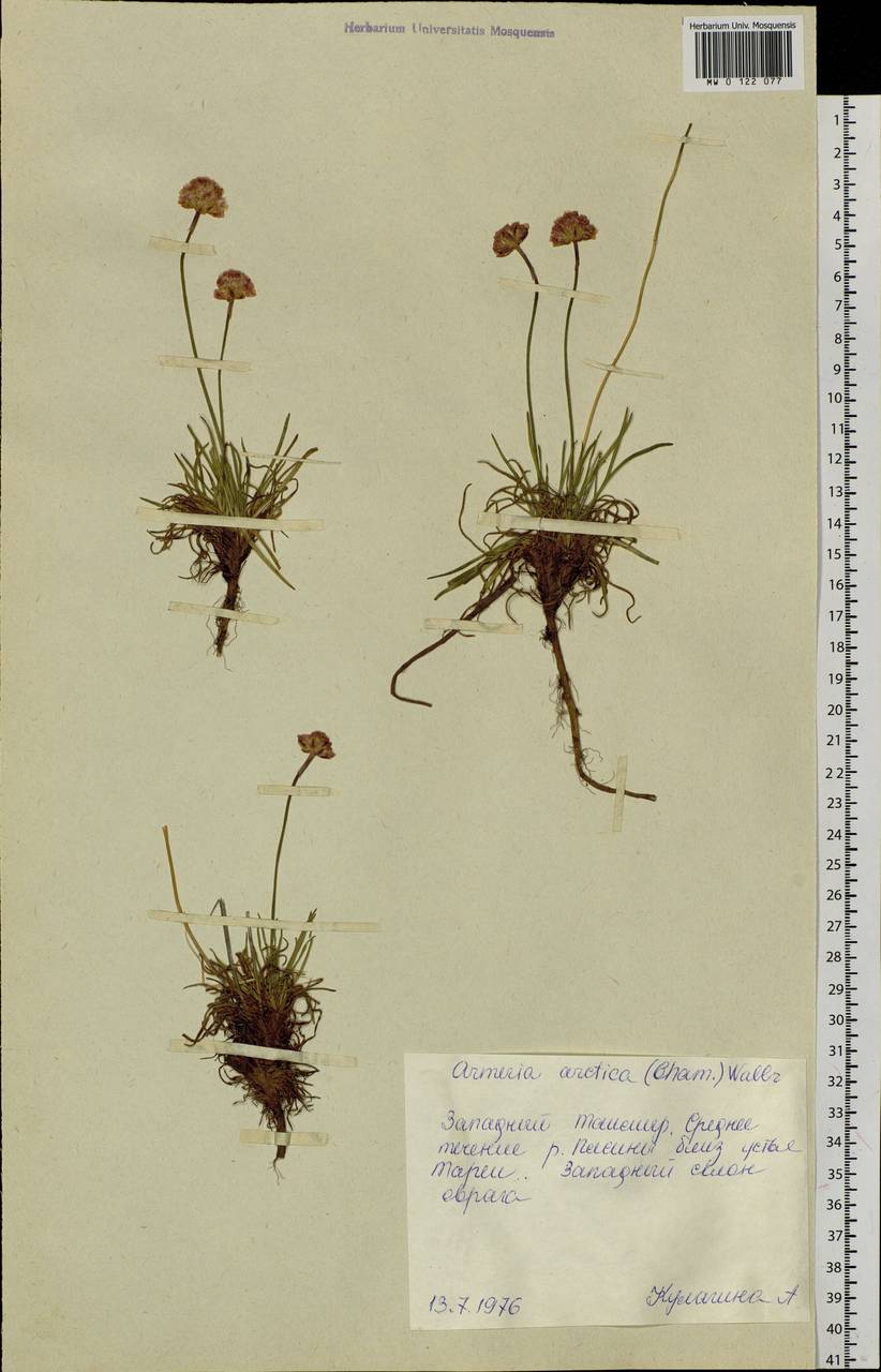 Armeria maritima subsp. sibirica (Turcz. ex Boiss.) Nyman, Siberia, Central Siberia (S3) (Russia)