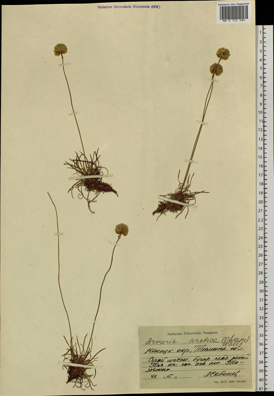 Armeria maritima subsp. sibirica (Turcz. ex Boiss.) Nyman, Siberia, Western Siberia (S1) (Russia)