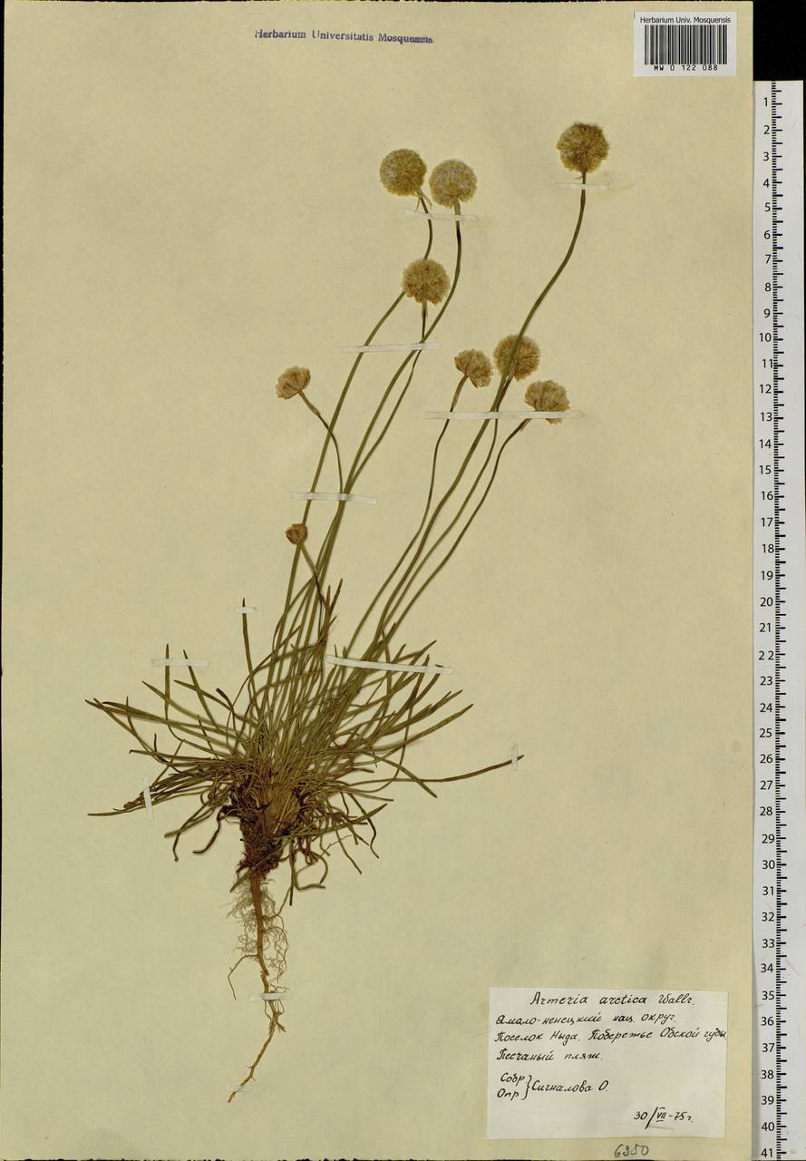 Armeria maritima subsp. sibirica (Turcz. ex Boiss.) Nyman, Siberia, Western Siberia (S1) (Russia)