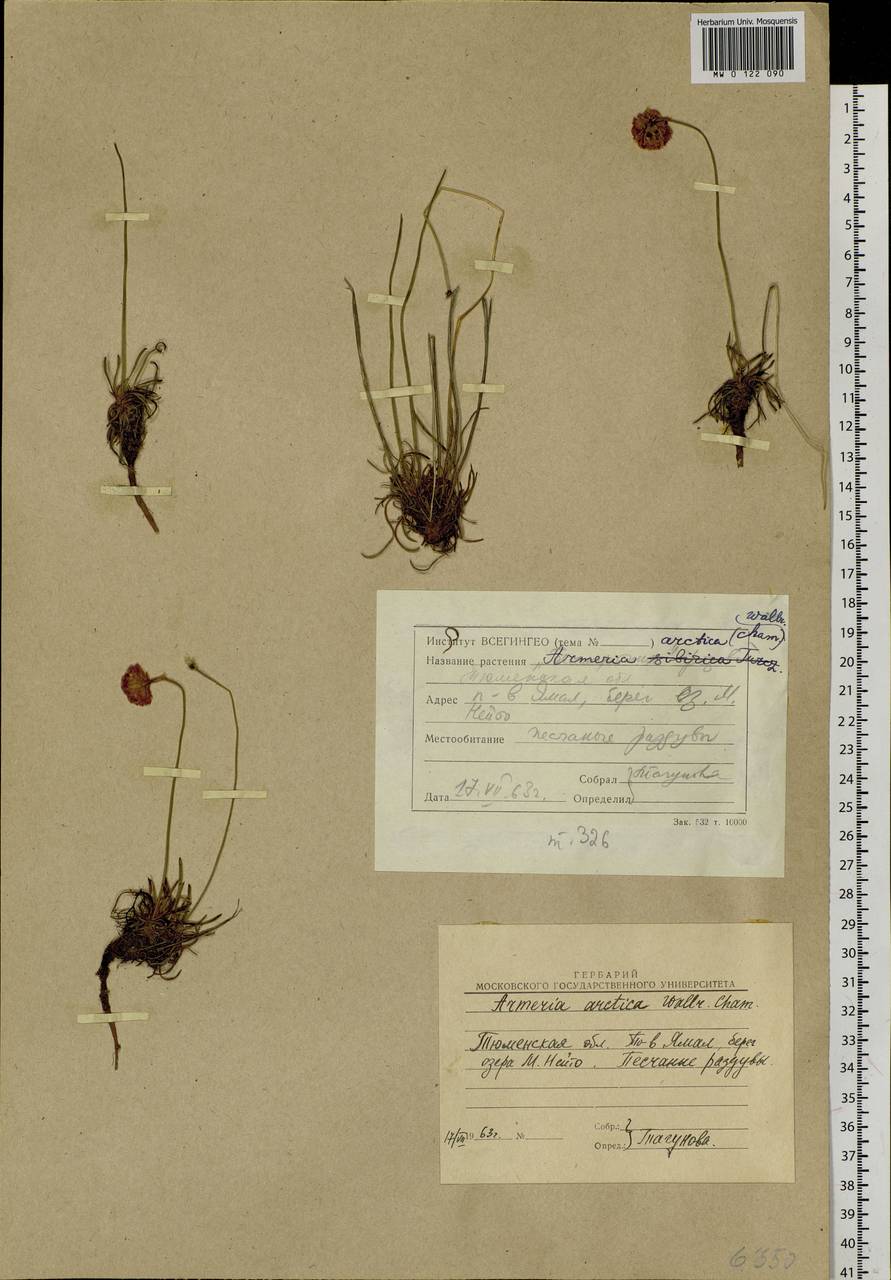 Armeria maritima subsp. sibirica (Turcz. ex Boiss.) Nyman, Siberia, Western Siberia (S1) (Russia)