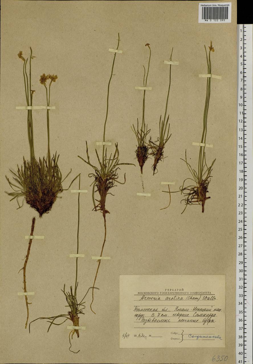 Armeria maritima subsp. sibirica (Turcz. ex Boiss.) Nyman, Siberia, Western Siberia (S1) (Russia)