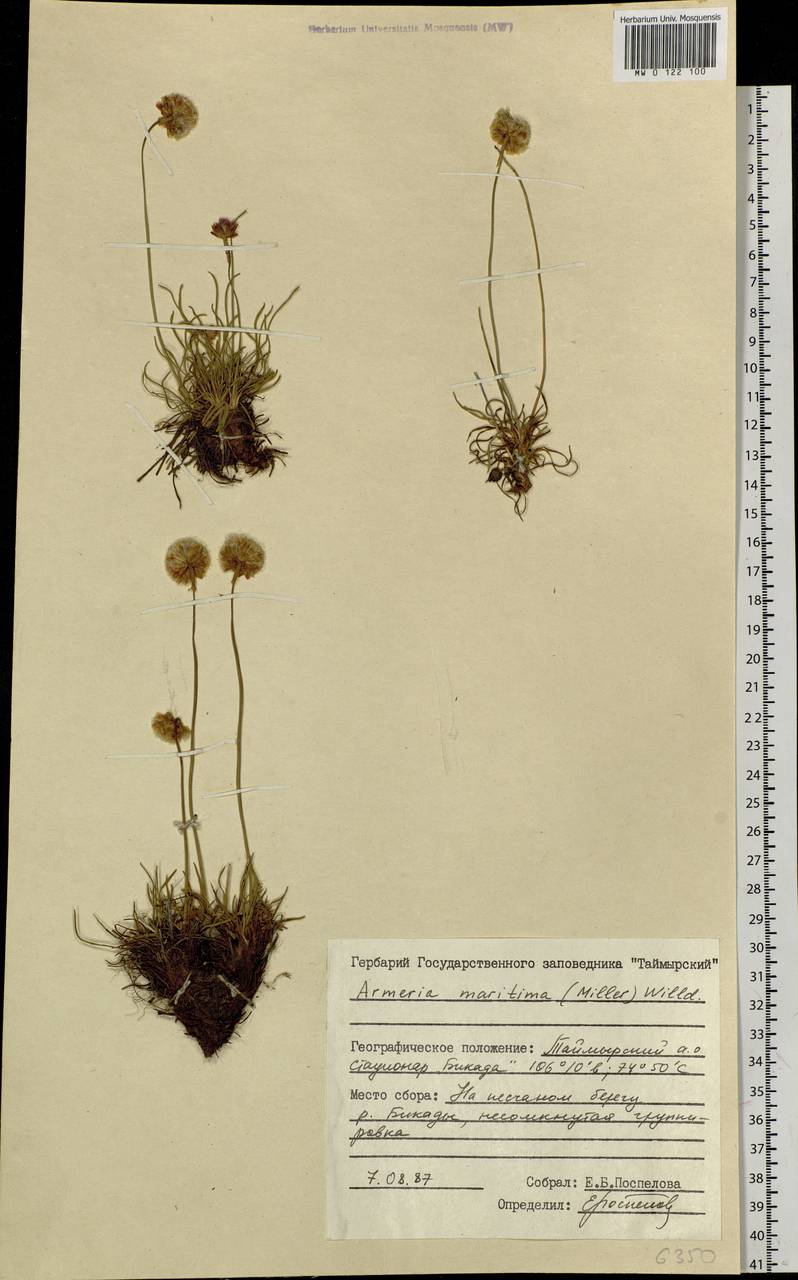 Armeria maritima (Mill.) Willd., Siberia, Central Siberia (S3) (Russia)