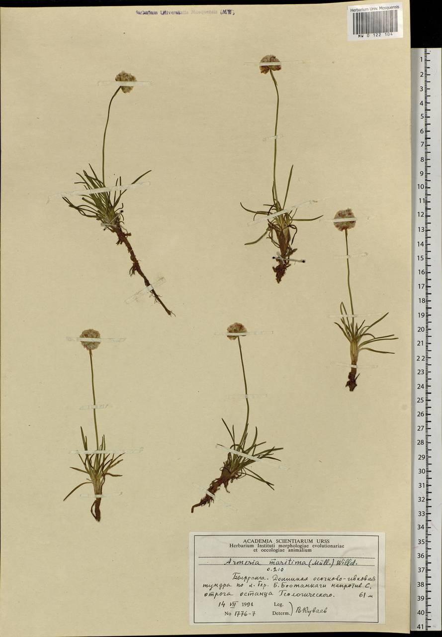 Armeria maritima (Mill.) Willd., Siberia, Central Siberia (S3) (Russia)